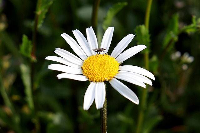 06 façons naturelles de se débarrasser des moustiques à la maison