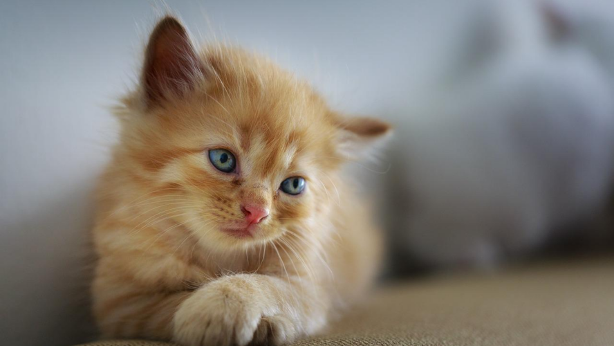 Les benefices d’une assurance pour votre chaton